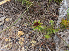 Oedera imbricata