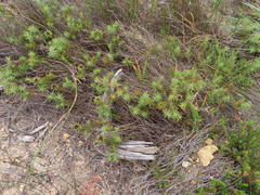 Oedera imbricata