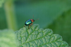 Gastrophysa polygoni