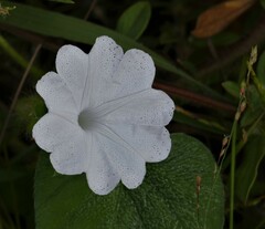 Ipomoea pes-tigridis