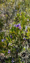 Halgania andromedifolia