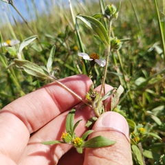 Melampodium sericeum