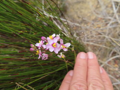 Ixia scillaris