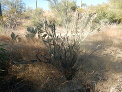 Cylindropuntia acanthocarpa