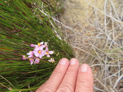 Ixia scillaris