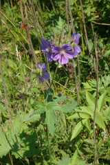 Geranium erianthum