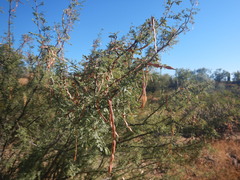 Vachellia constricta