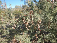 Vachellia constricta