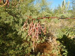 Vachellia constricta