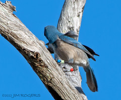 Aphelocoma coerulescens