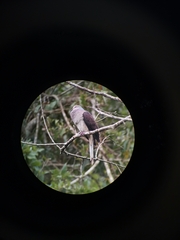 Macropygia unchall unchall