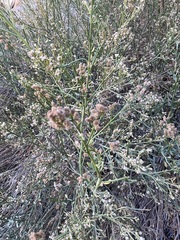 Baccharis sergiloides