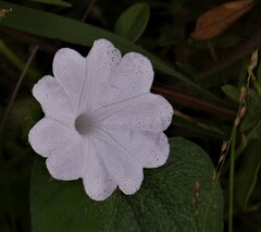 Ipomoea pes-tigridis