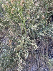 Baccharis sergiloides