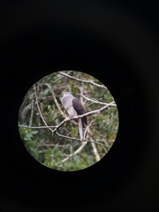 Macropygia unchall unchall