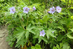 Geranium erianthum