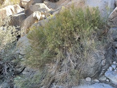 Baccharis sergiloides