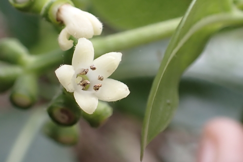 Psychotria hathewayi