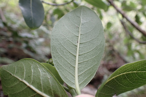 Psychotria hathewayi