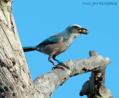 Aphelocoma coerulescens