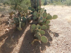 Opuntia phaeacantha