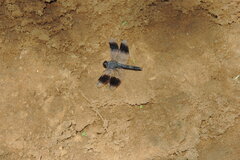 Brachythemis leucosticta