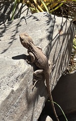 Ctenophorus modestus