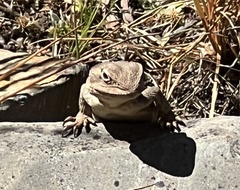 Ctenophorus modestus