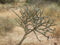 Cylindropuntia acanthocarpa