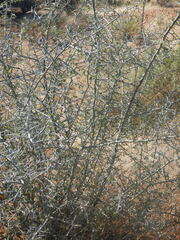 Sarcomphalus obtusifolius