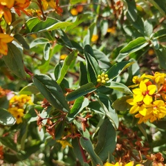 Galphimia glauca