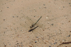 Brachythemis leucosticta