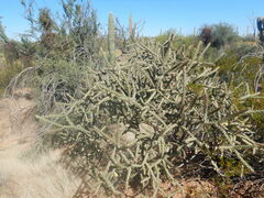 Cylindropuntia thurberi
