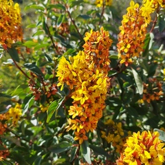 Galphimia glauca