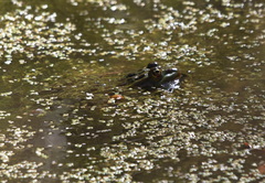 Lithobates chiricahuensis