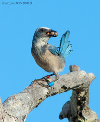 Aphelocoma coerulescens