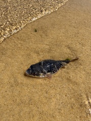 Tetractenos glaber