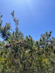 Pultenaea mollis