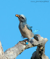 Aphelocoma coerulescens