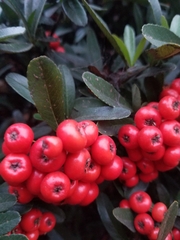 Pyracantha fortuneana