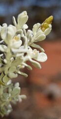 Cratystylis conocephala
