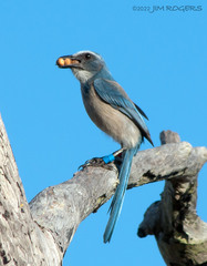 Aphelocoma coerulescens