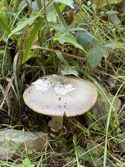 Amanita simulans