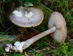 Amanita simulans