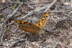 Heteronympha merope