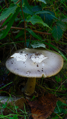 Amanita simulans