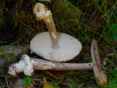 Amanita simulans