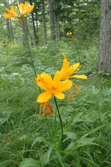 Hemerocallis middendorffii