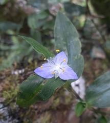 Elasis guatemalensis