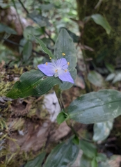 Elasis guatemalensis